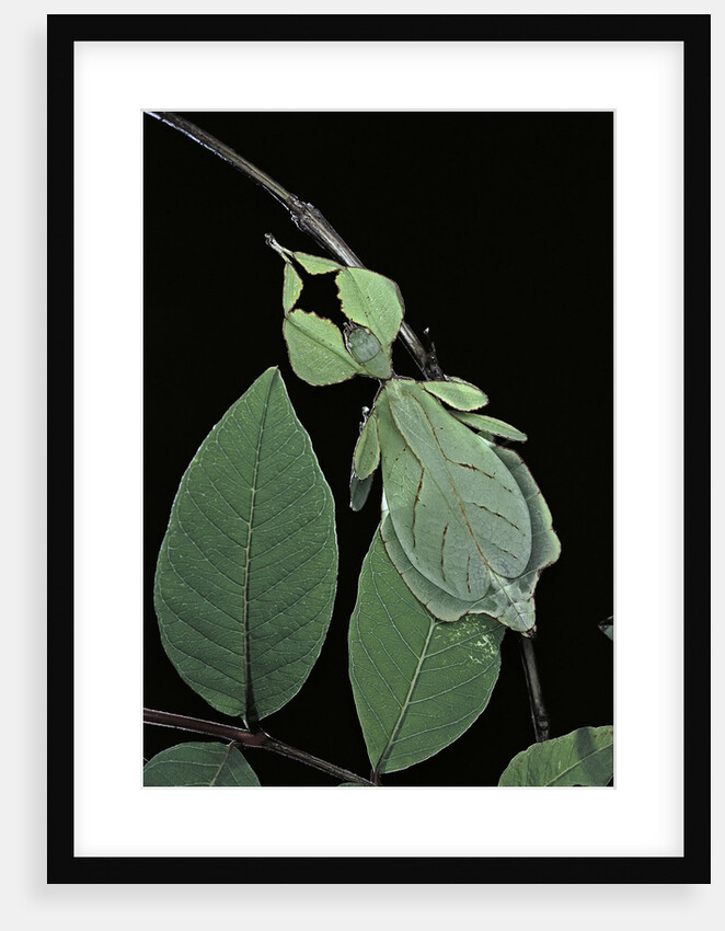 Phyllium giganteum (giant malaysian leaf insect, walking leaf) by Anonymous