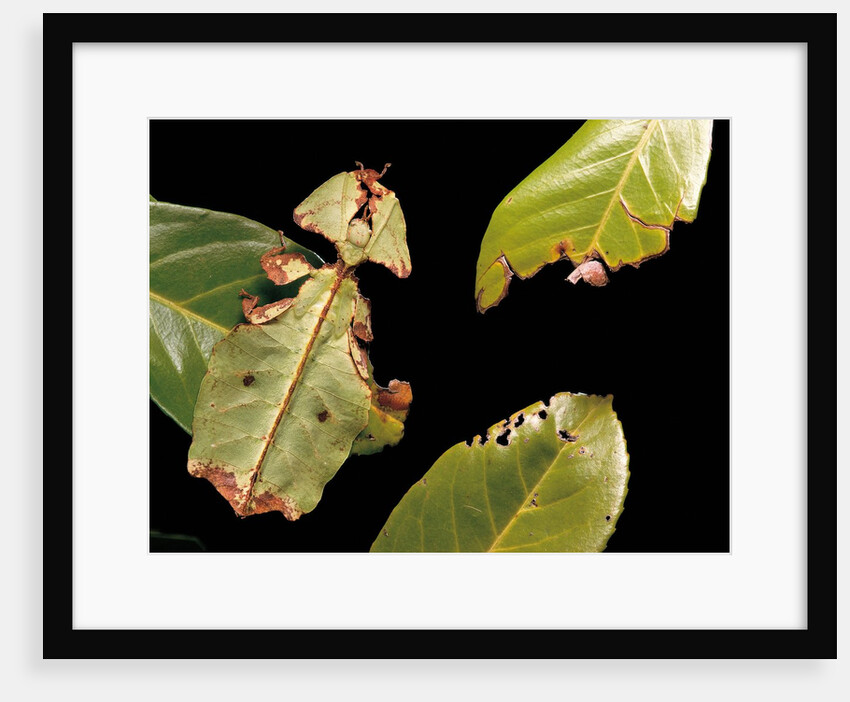 Phyllium giganteum (giant malaysian leaf insect, walking leaf) by Anonymous