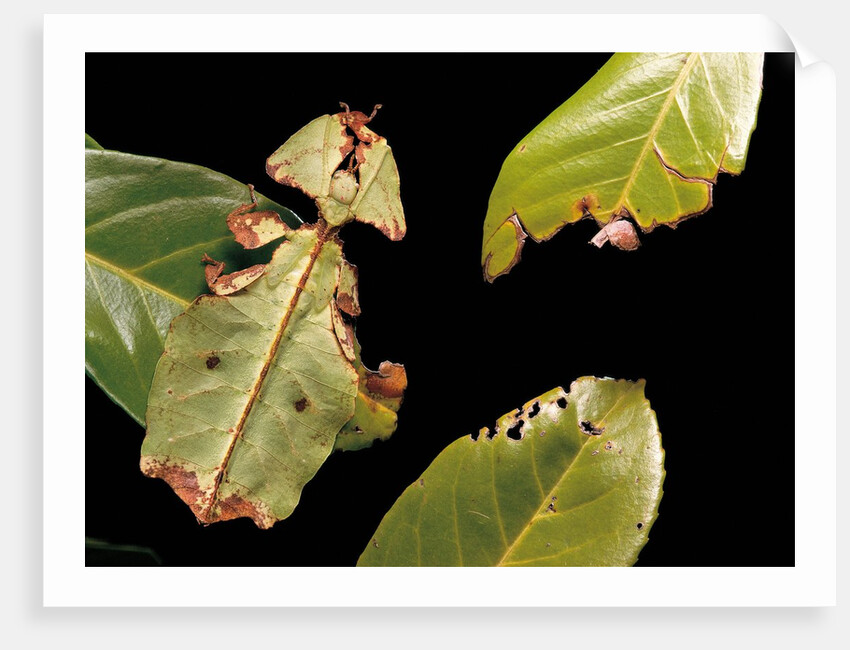 Phyllium giganteum (giant malaysian leaf insect, walking leaf) by Anonymous