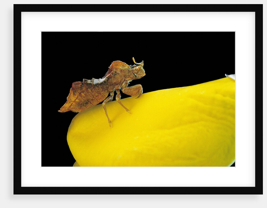 Phymata crassipes (assassin bug, thread-legged bug) by Anonymous