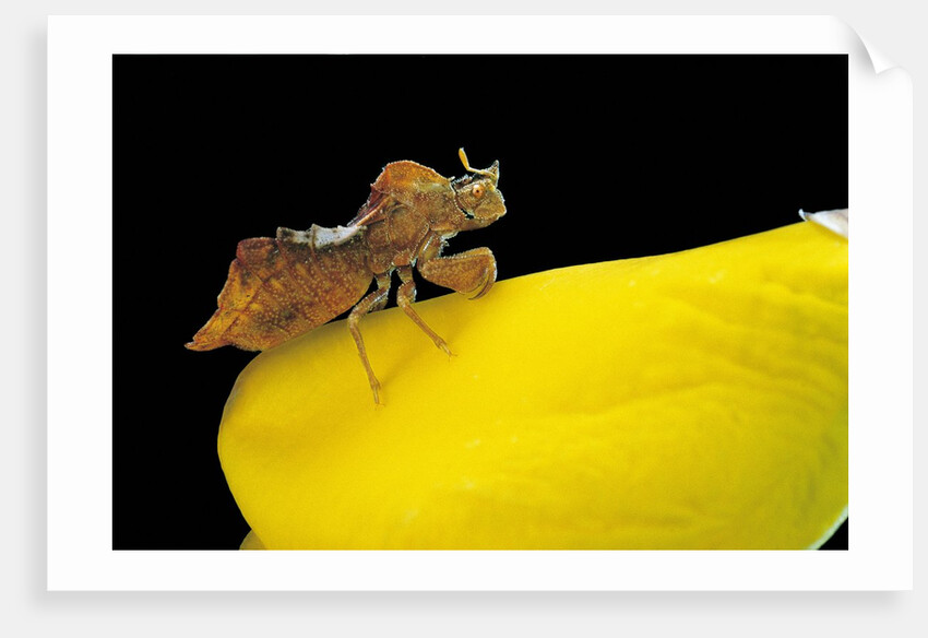 Phymata crassipes (assassin bug, thread-legged bug) by Anonymous