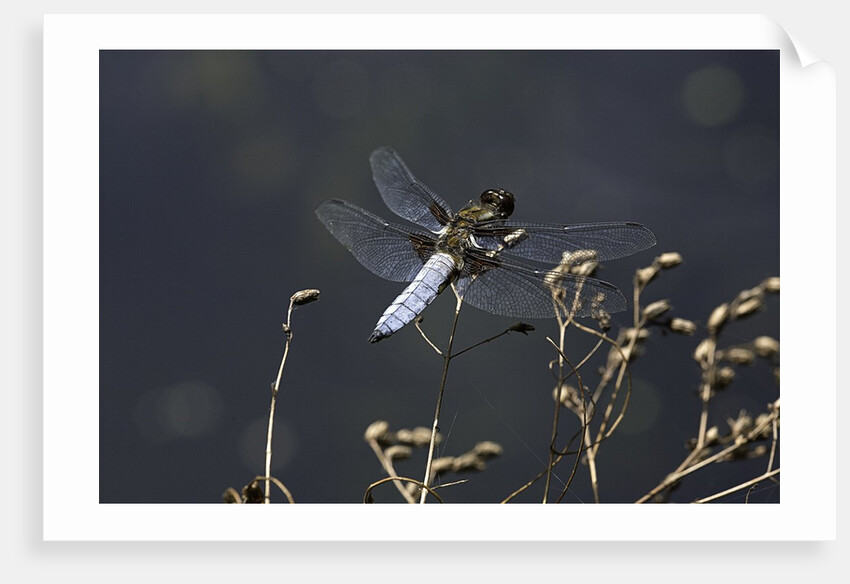 Libellula depressa (broad-bodied chaser) - male by Anonymous