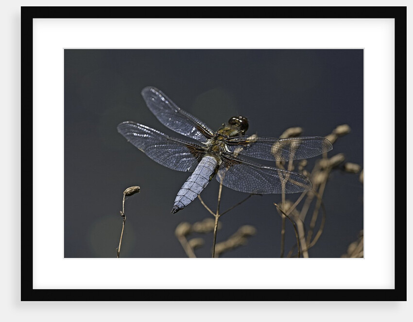Libellula depressa (broad-bodied chaser) - male by Anonymous