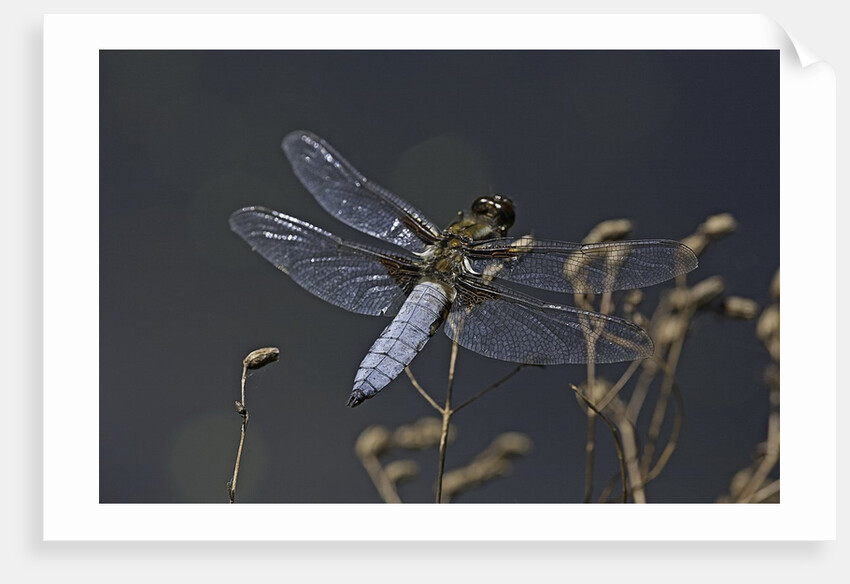Libellula depressa (broad-bodied chaser) - male by Anonymous