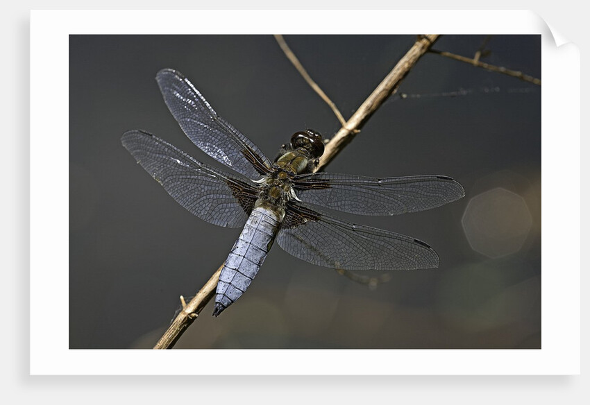 Libellula depressa (broad-bodied chaser) - male by Anonymous