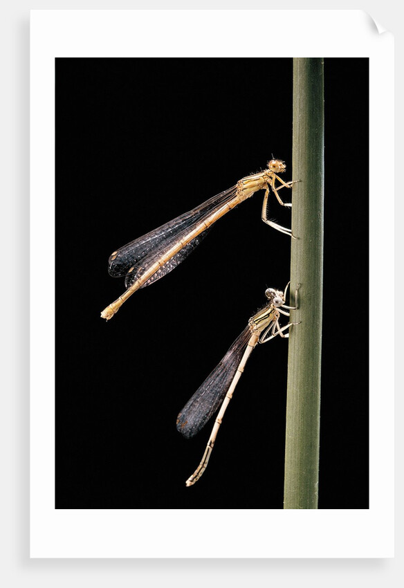 Platycnemis pennipes (white-legged damselfly) by Anonymous