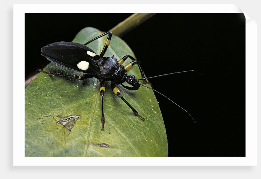 Platymeris biguttatus (assassin bug) by Anonymous