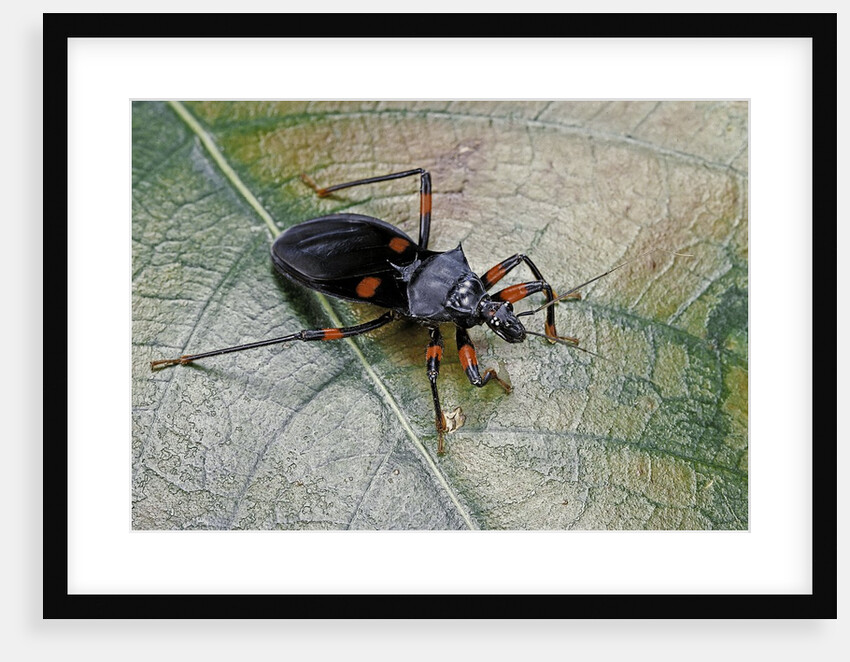 Platymeris rhadamanthus (red spot assassin bug) by Anonymous