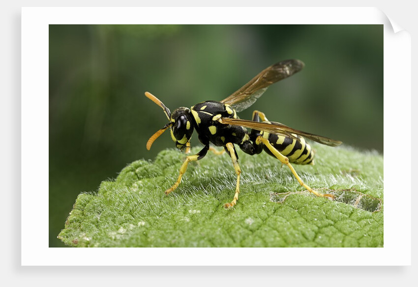 Polistes dominula (european paper wasp) by Anonymous