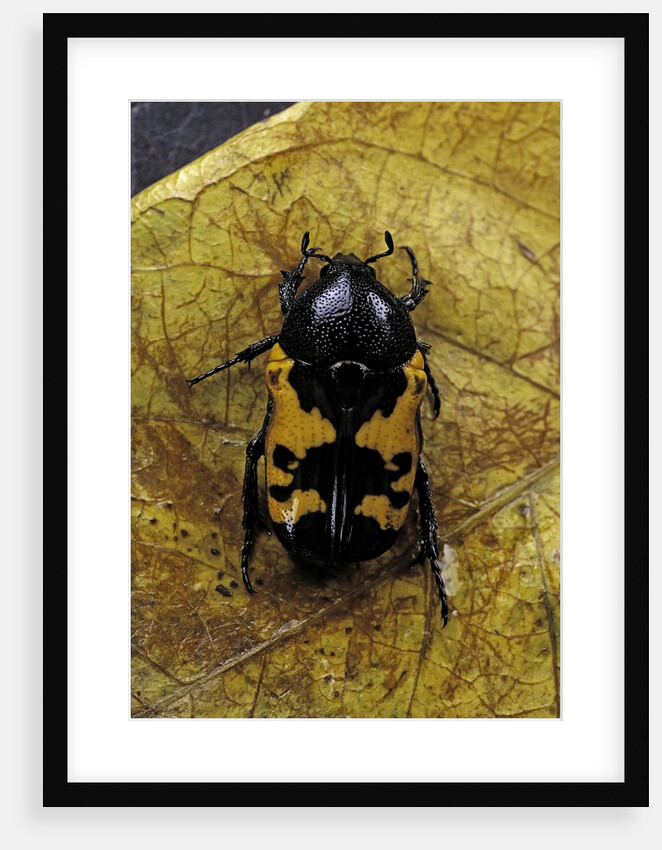 Polybaphes sanguinolenta (flower chafer) by Anonymous