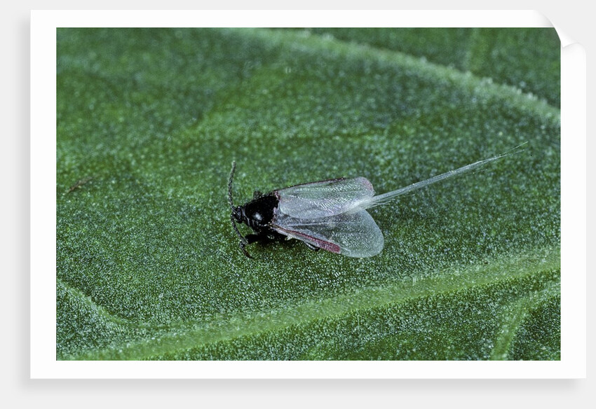 Porphyrophora crithmi (scale insect) - male by Anonymous