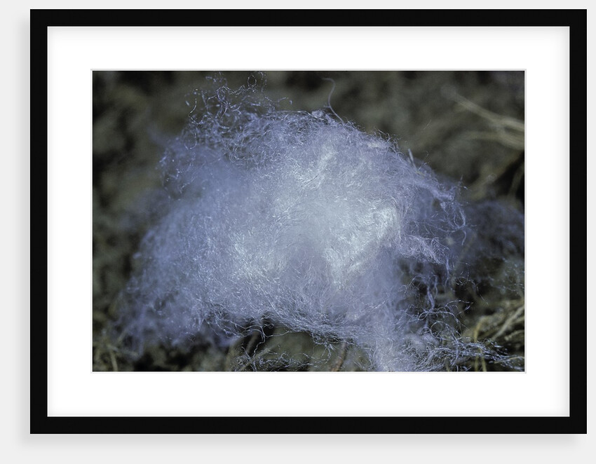 Porphyrophora hamelii (armenian cochineal, ararat scale) - cocoon by Anonymous