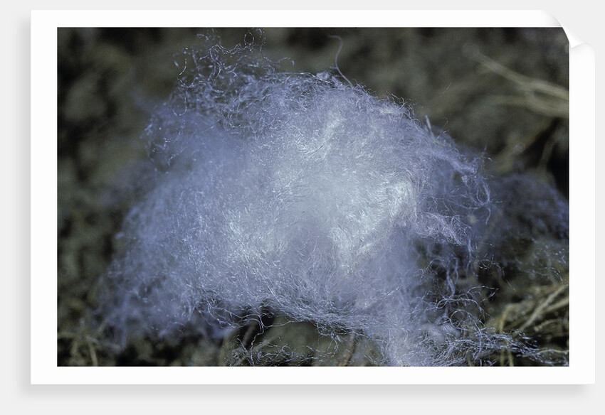 Porphyrophora hamelii (armenian cochineal, ararat scale) - cocoon by Anonymous