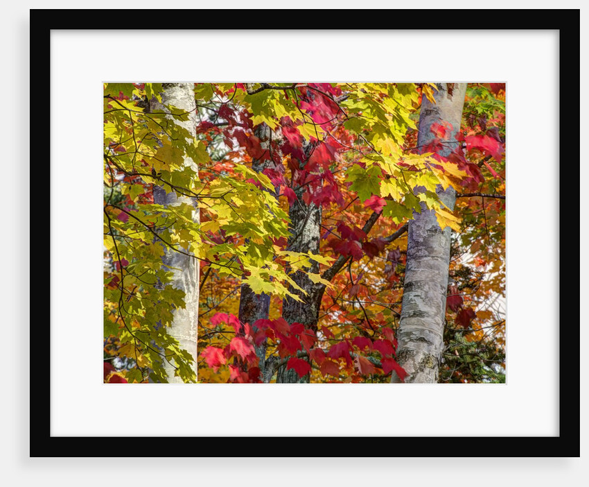 Autumn colors of maple leaves. by Anonymous