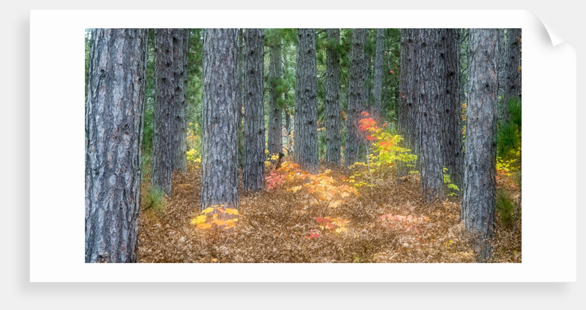 Fall foliage and pine trees in the forest. by Anonymous