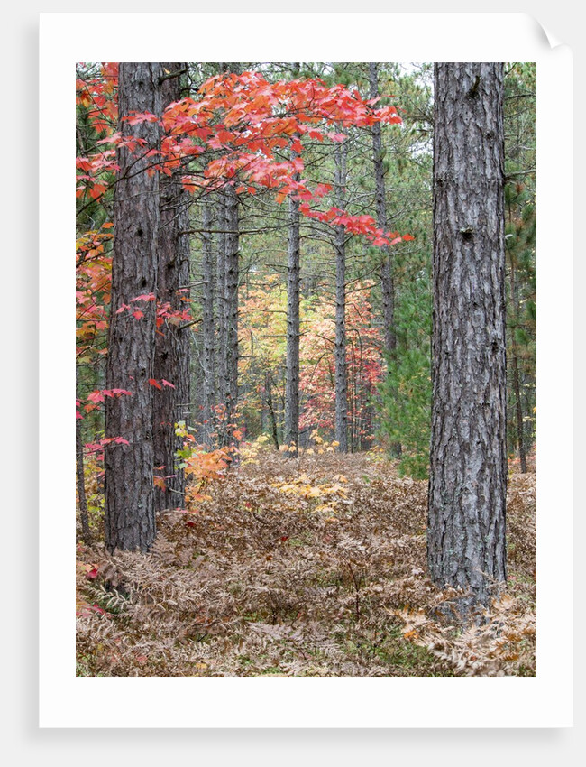 Fall foliage and pine trees in the forest. by Anonymous