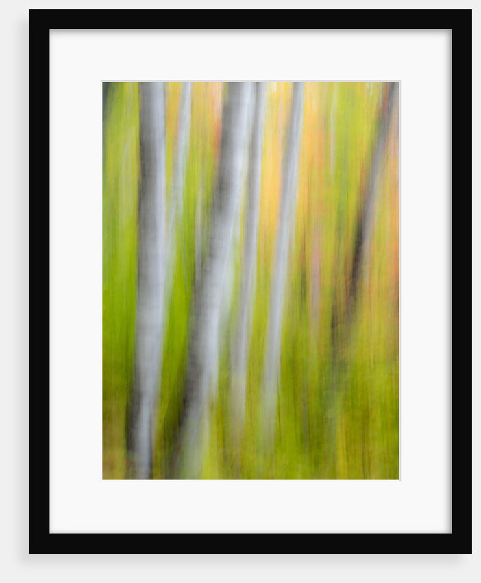 A panned motion blur of autumn woodland. by Anonymous