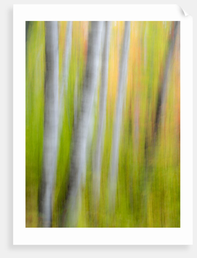 A panned motion blur of autumn woodland. by Anonymous