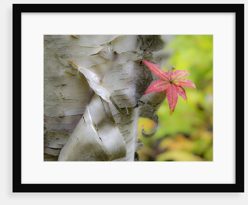 A close-up of a birch tree in a birch forest. by Anonymous