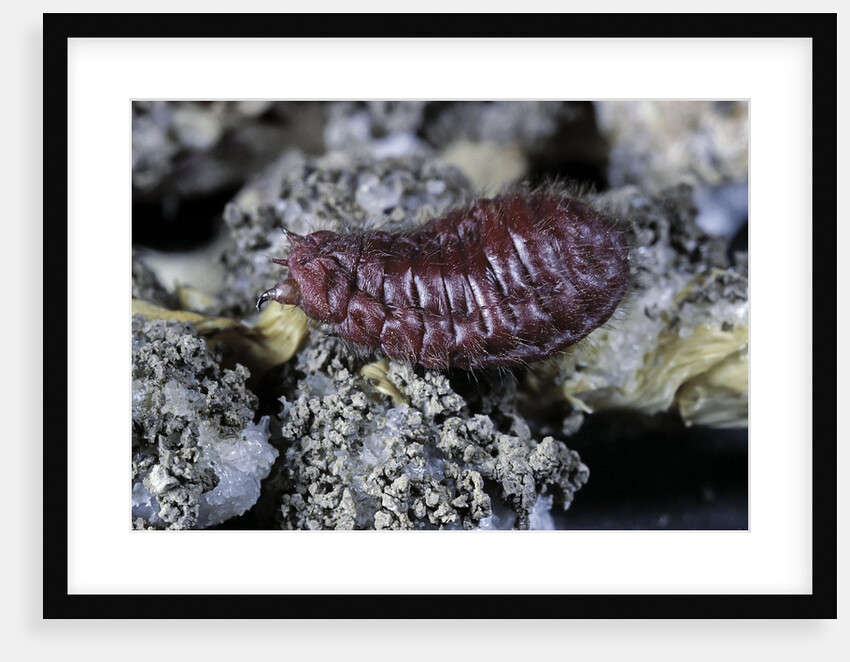 Porphyrophora hamelii (armenian cochineal, ararat scale) - female by Anonymous