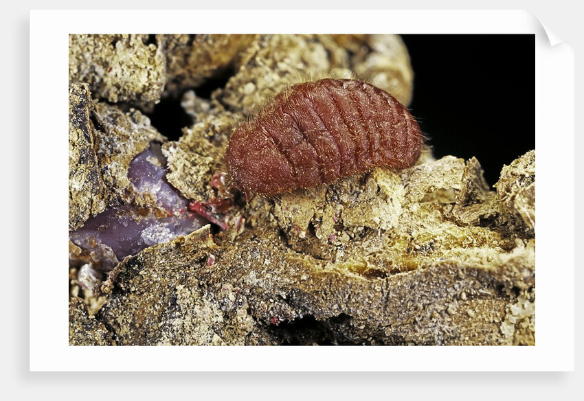 Porphyrophora sophorae (scale insect) - female by Anonymous