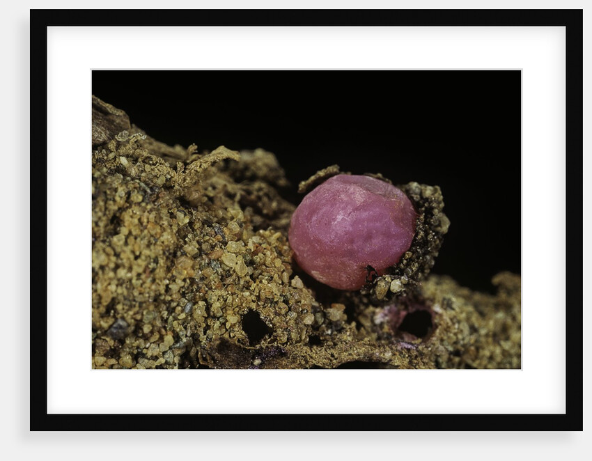 Porphyrophora violaceae (scale insect) - cyst by Anonymous