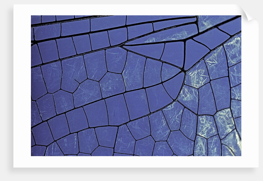 dragonfly wing - detail by Anonymous