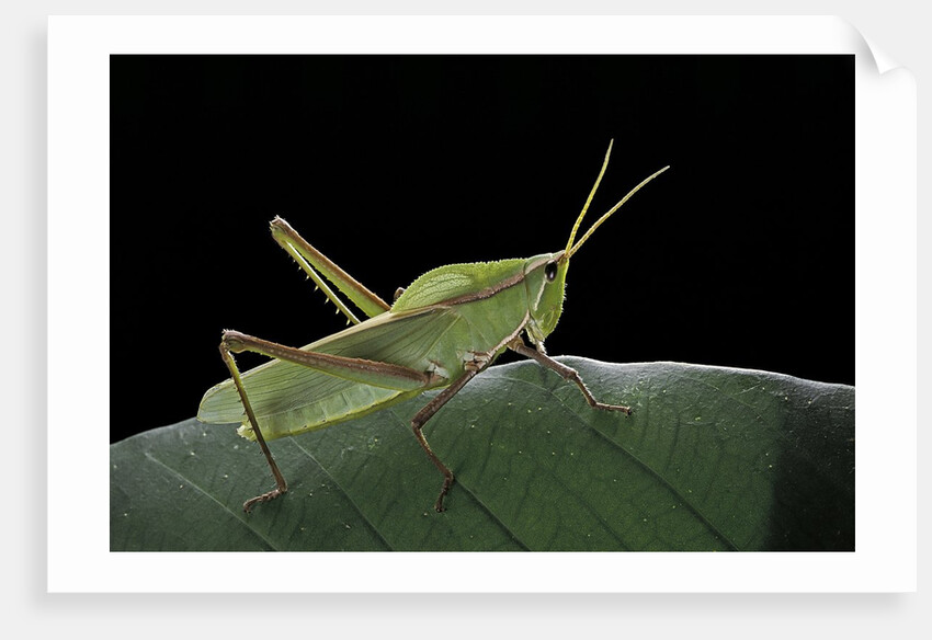 Prionolopha serrata (serrate lubber grasshopper) by Anonymous