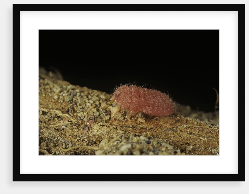Porphyrophora violaceae (scale insect) - male larva by Anonymous