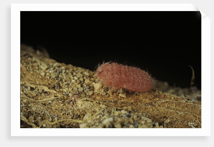 Porphyrophora violaceae (scale insect) - male larva by Anonymous