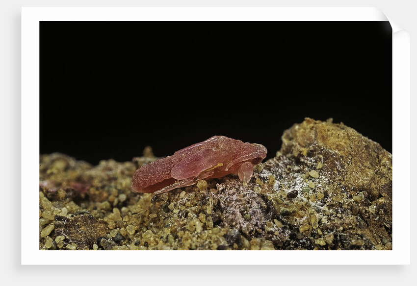 Porphyrophora violaceae (scale insect) - male pupa by Anonymous