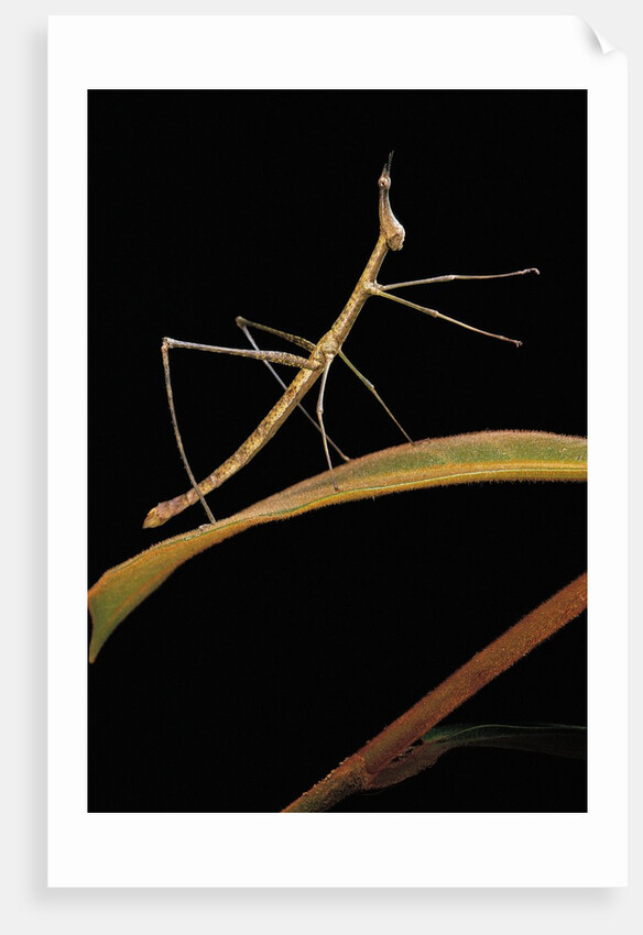 Proscopia luceomaculata (stick grasshopper) by Anonymous