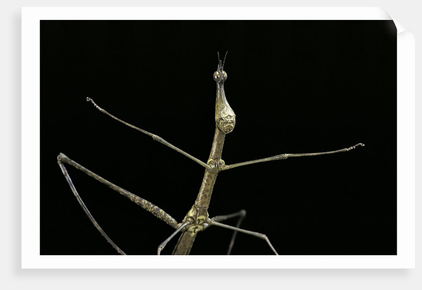 Proscopia luceomaculata (stick grasshopper) by Anonymous