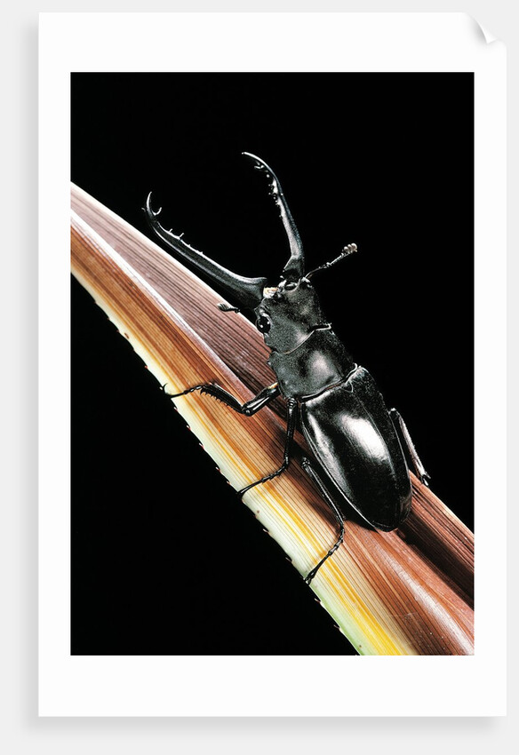 Prosopocoilus giraffa (giraffe stag-beetle) - male by Anonymous