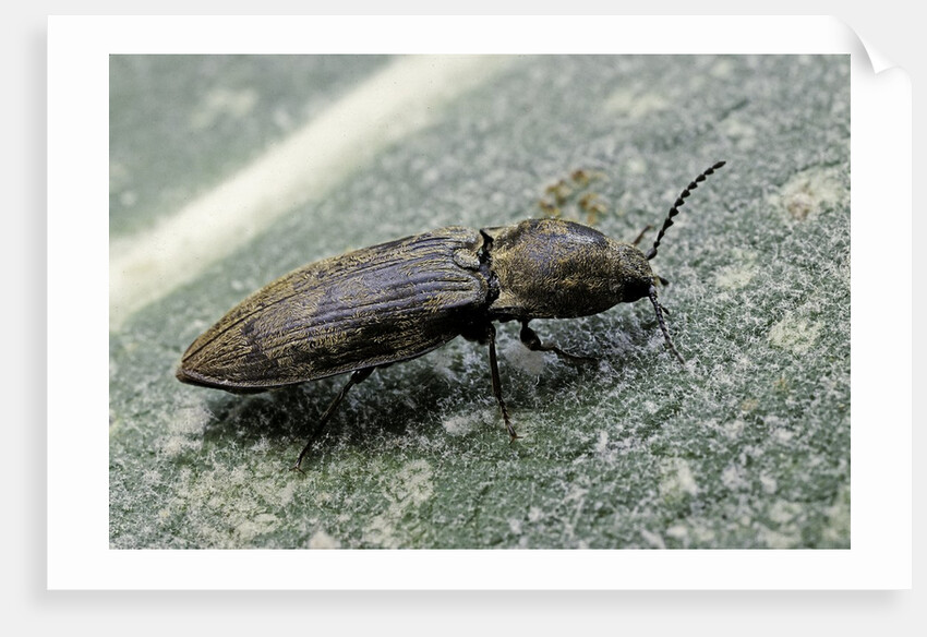 Prosternon tessellatum (click beetle) by Anonymous