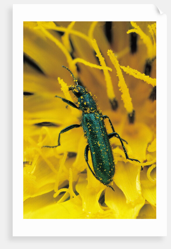 Psilothrix viridicoerulea (soft-winged flower beetle) by Anonymous