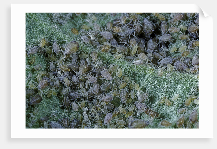 Aphids on apple leaf by Anonymous