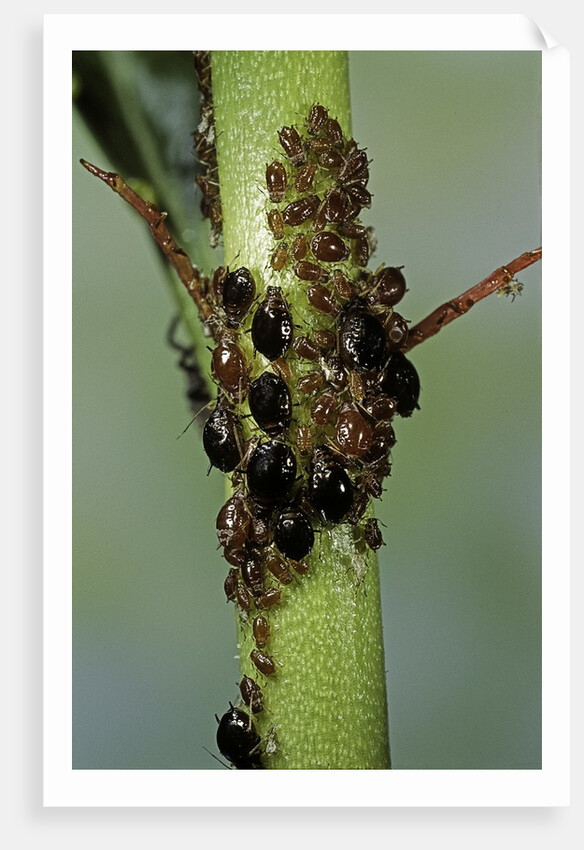 Aphids colony by Anonymous