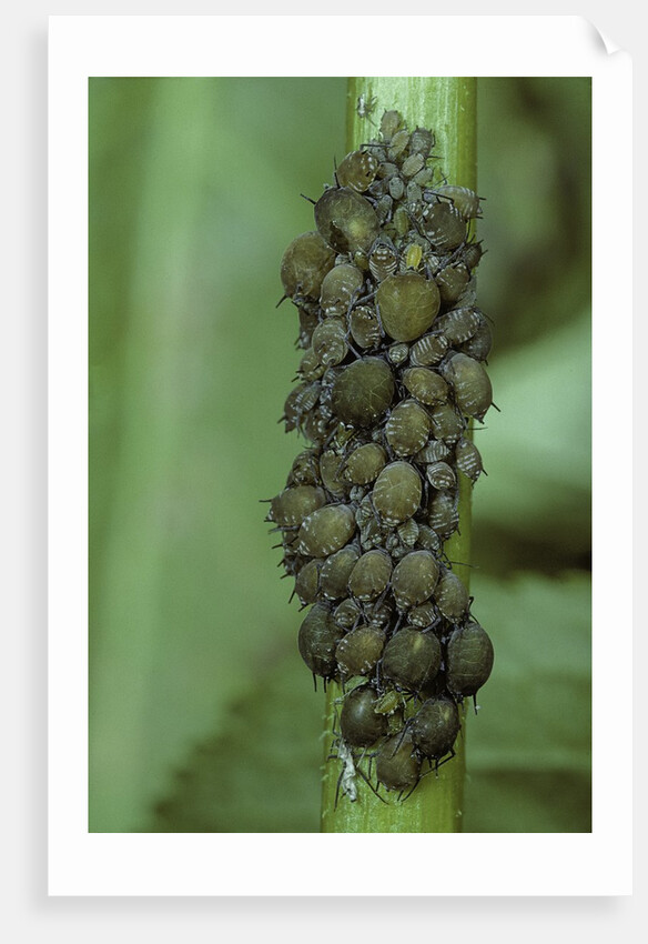 Aphids colony by Anonymous