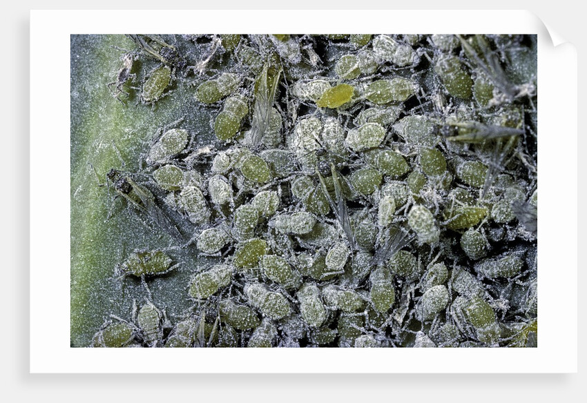 Aphids on cabbage leaf by Anonymous