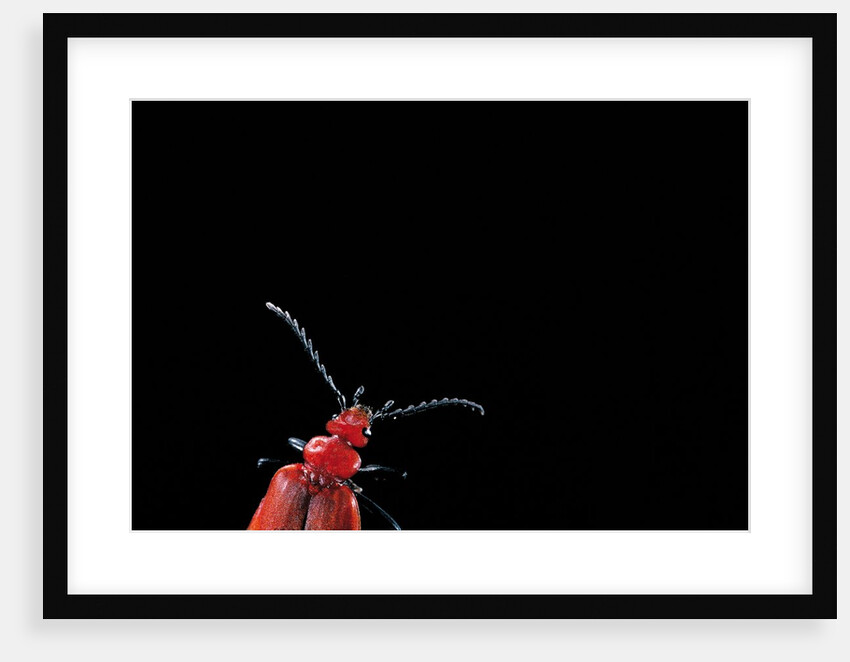 Pyrochroa coccinea (cardinal beetle) by Anonymous