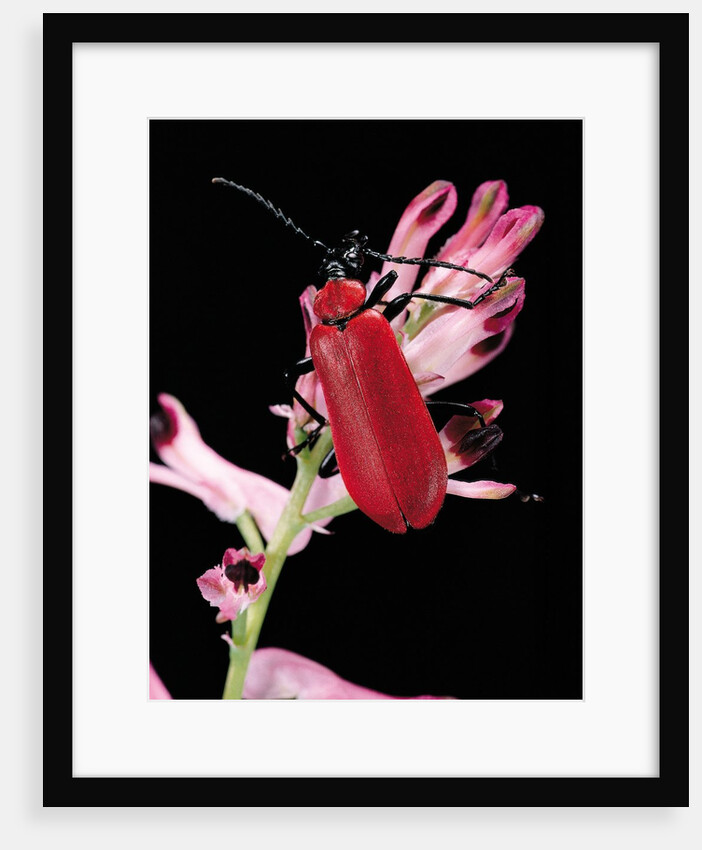 Pyrochroa serraticornis (scarlet lily beetle) by Anonymous
