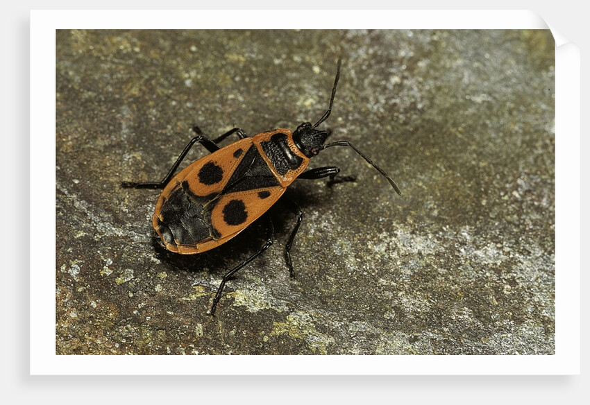 Pyrrhocoris apterus (firebug) by Anonymous