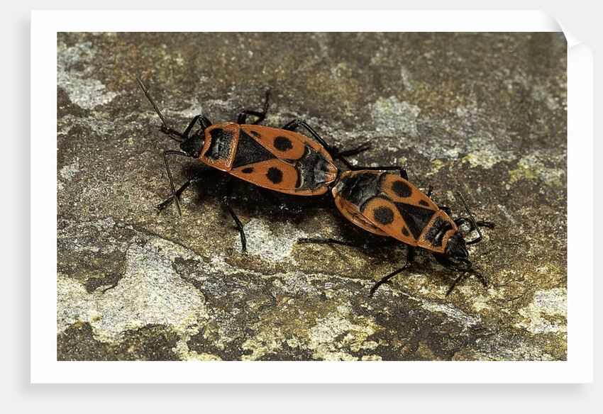 Pyrrhocoris apterus (firebug) mating by Anonymous