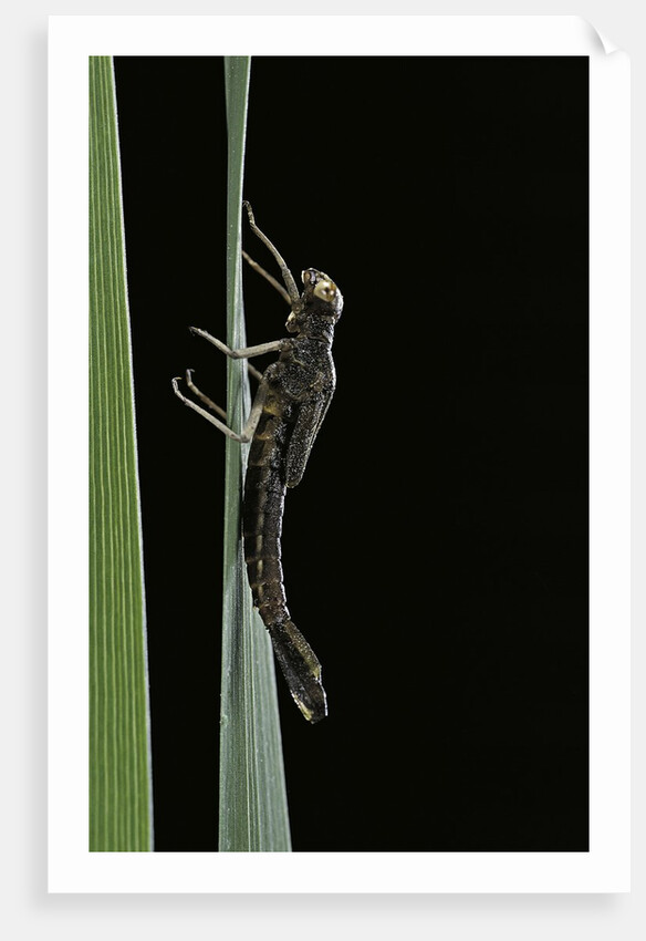 Pyrrhosoma nymphula (large red damselfly) - emerging by Anonymous