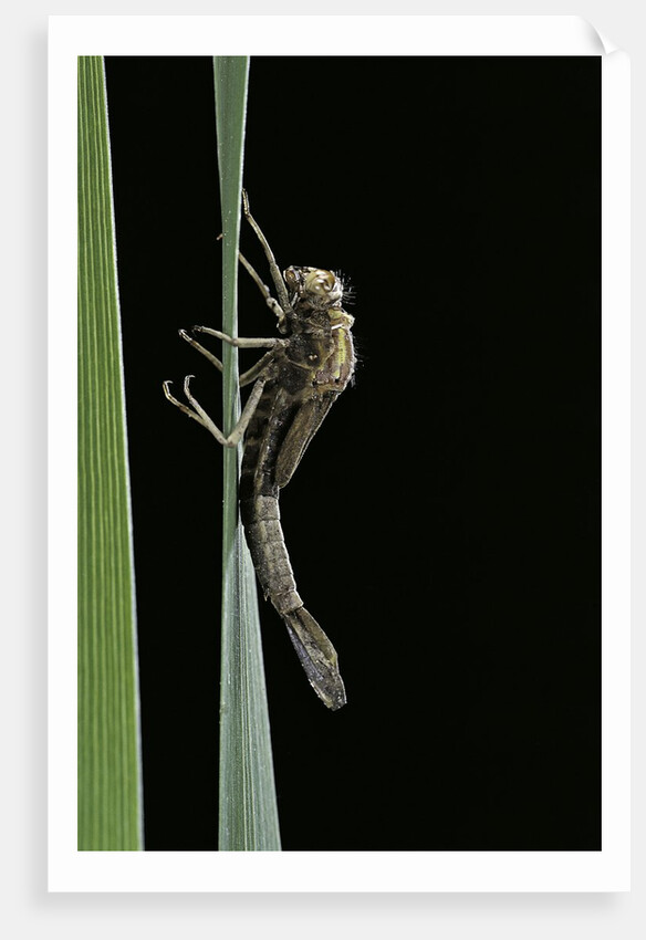 Pyrrhosoma nymphula (large red damselfly) - emerging by Anonymous