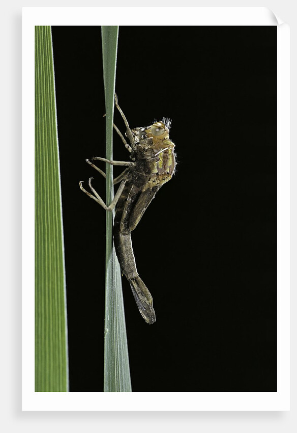 Pyrrhosoma nymphula (large red damselfly) - emerging by Anonymous