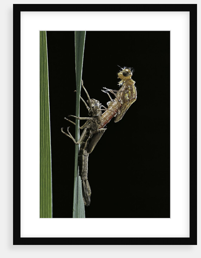Pyrrhosoma nymphula (large red damselfly) - emerging by Anonymous
