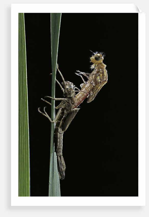 Pyrrhosoma nymphula (large red damselfly) - emerging by Anonymous