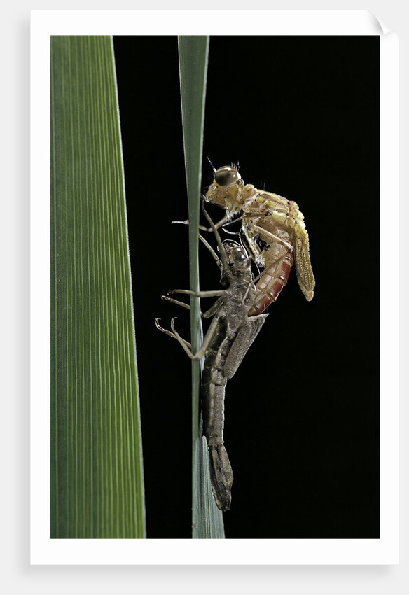 Pyrrhosoma nymphula (large red damselfly) - emerging by Anonymous